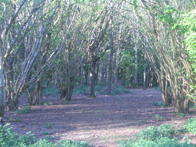 CIMG0054.JPG